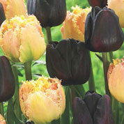 Tulipe en mélange Brown Sugar